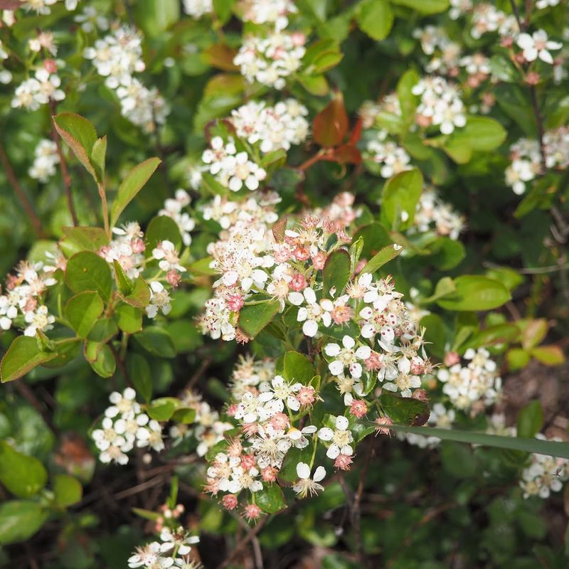 Red Chokeberry Fits Narrow Spaces