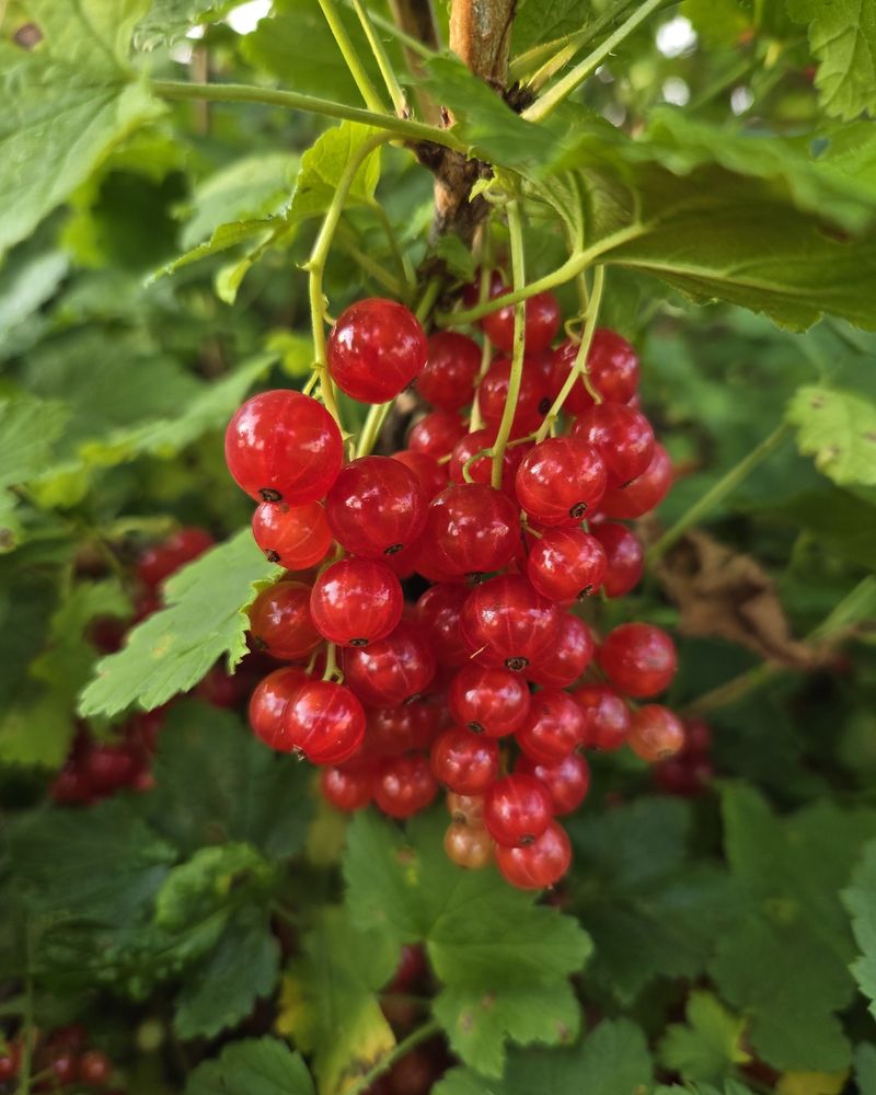 Red Currants Don't Need Blueberry-Acid Soil Red Currants Don't Need Blueberry-Acid Soil