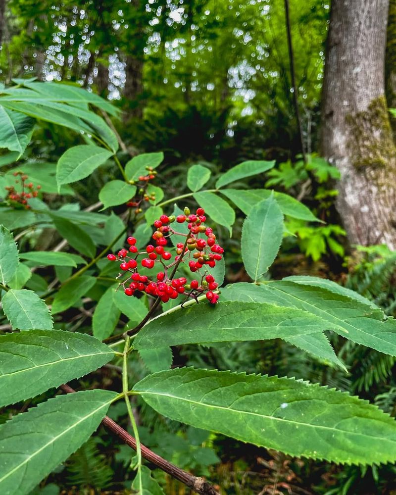 Red Elderberry