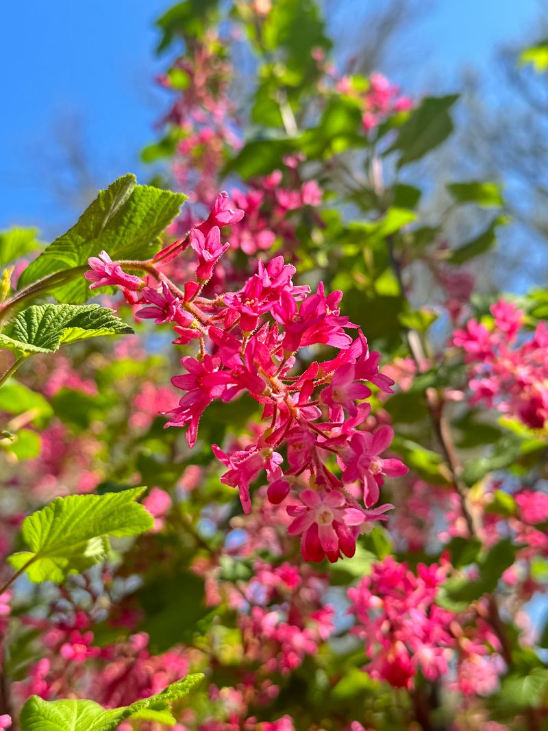 Red-Flowering Currant Blooms Early And Coasts Through Summer