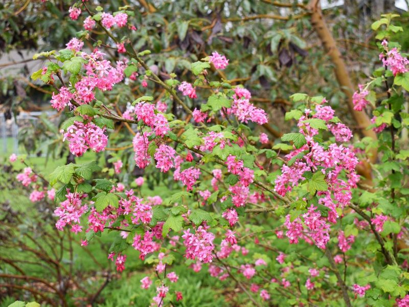 Red-Flowering Currant Brightens Early Spring Red-Flowering Currant Brightens Early Spring