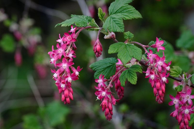 Red-Flowering Currant Gives Spring Color
