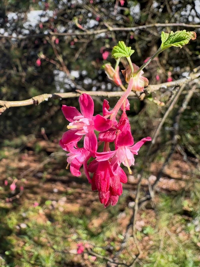 Red Flowering Currant May Look Tired By Summer Red Flowering Currant May Look Tired By Summer