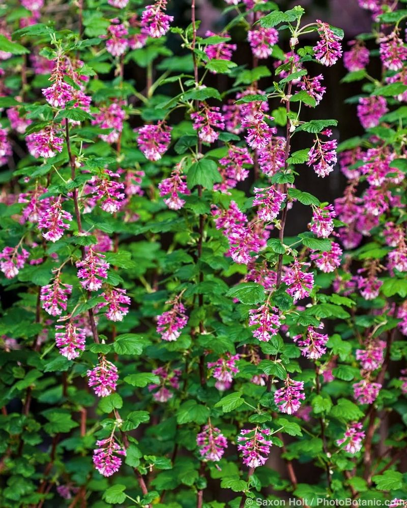 Red Flowering Currant Shines With Little Effort Red Flowering Currant Shines With Little Effort