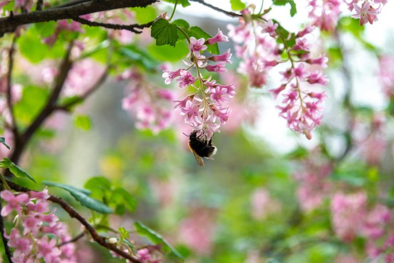 Red-Flowering Currant Red-Flowering Currant