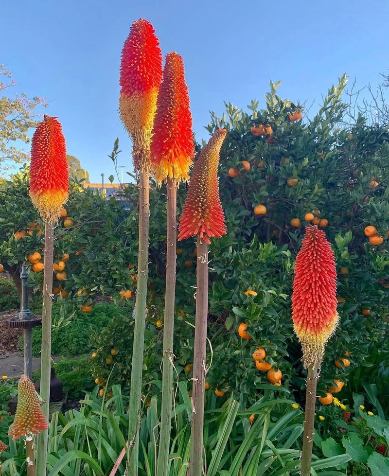 Red-Hot Poker Brings Firework Color