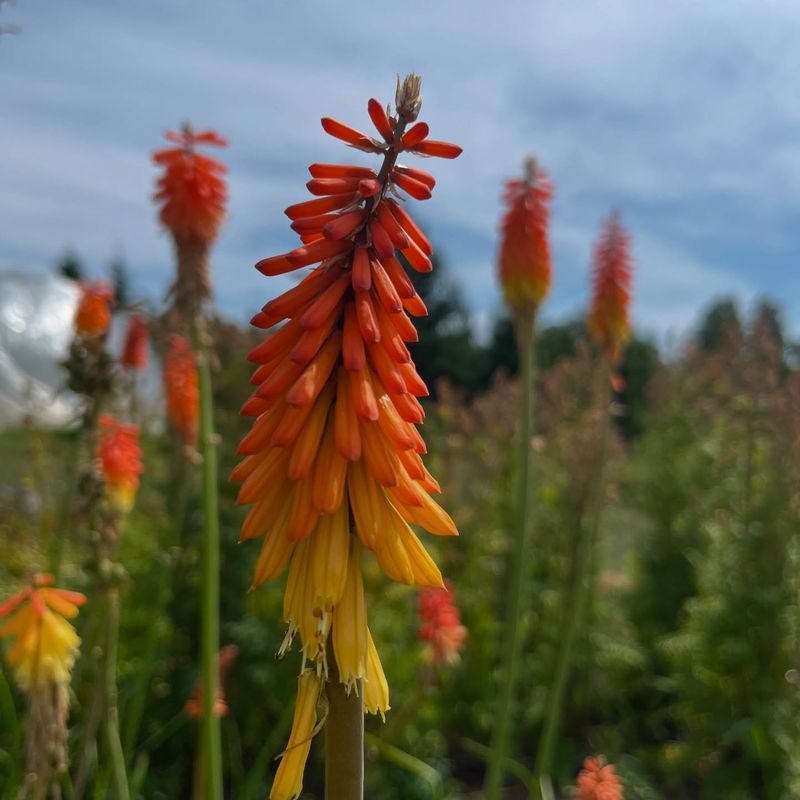 Red Hot Poker Returns With Bold Summer Spikes Red Hot Poker Returns With Bold Summer Spikes