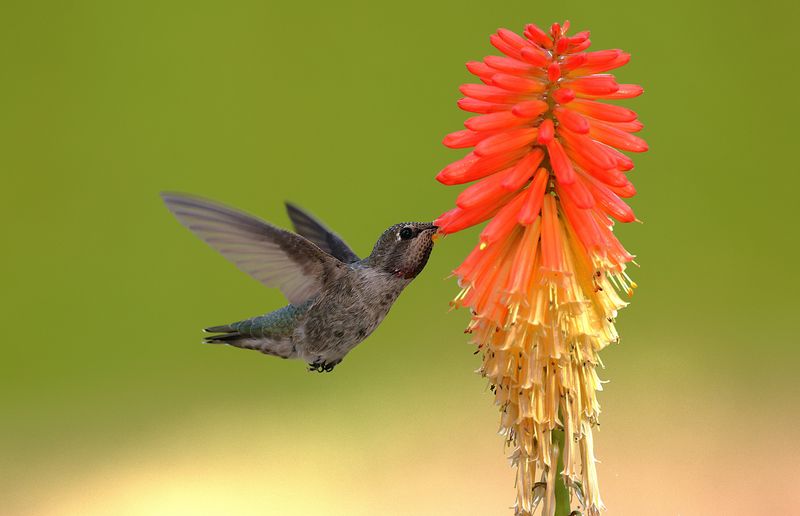 Red Hot Poker