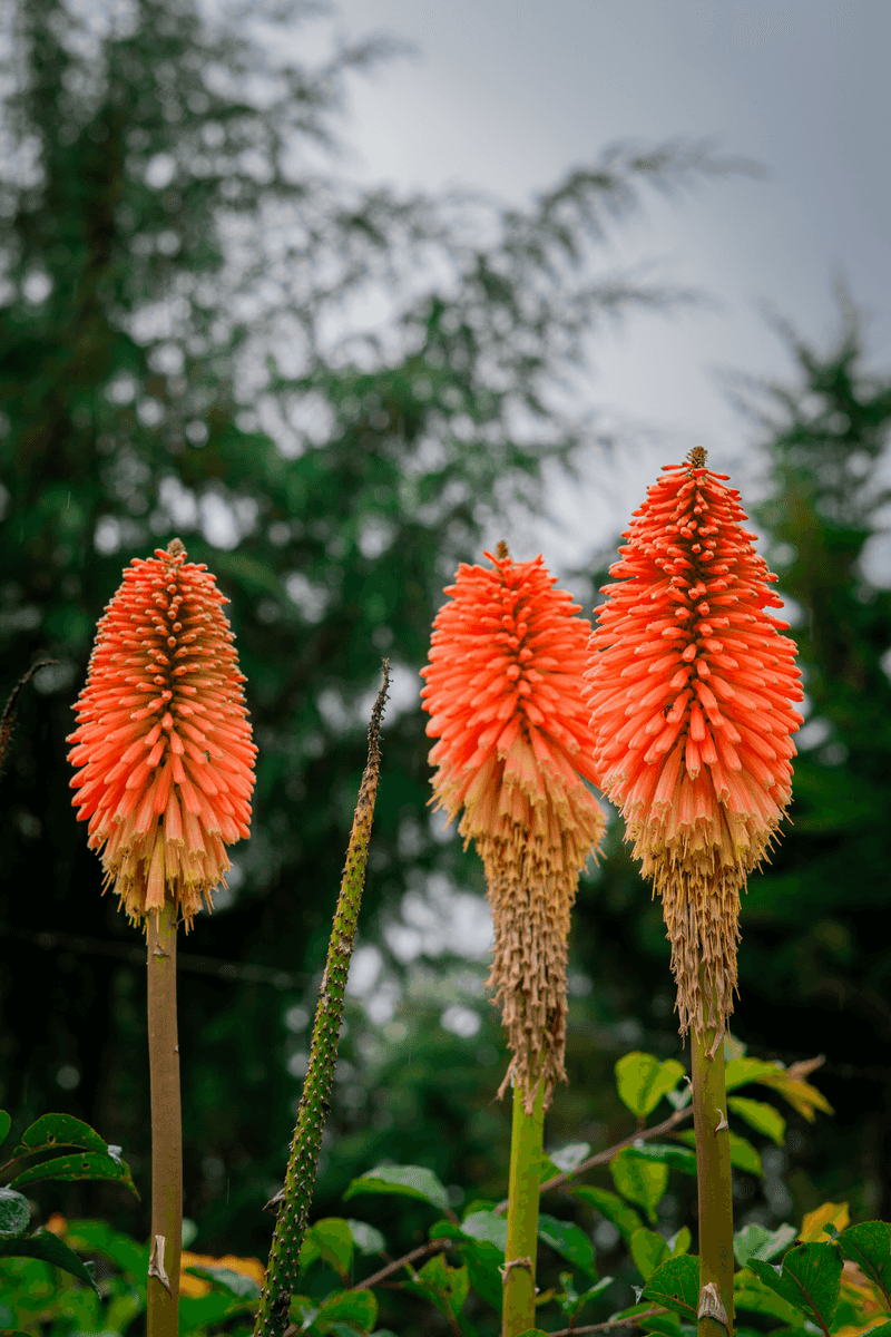 Red Hot Poker