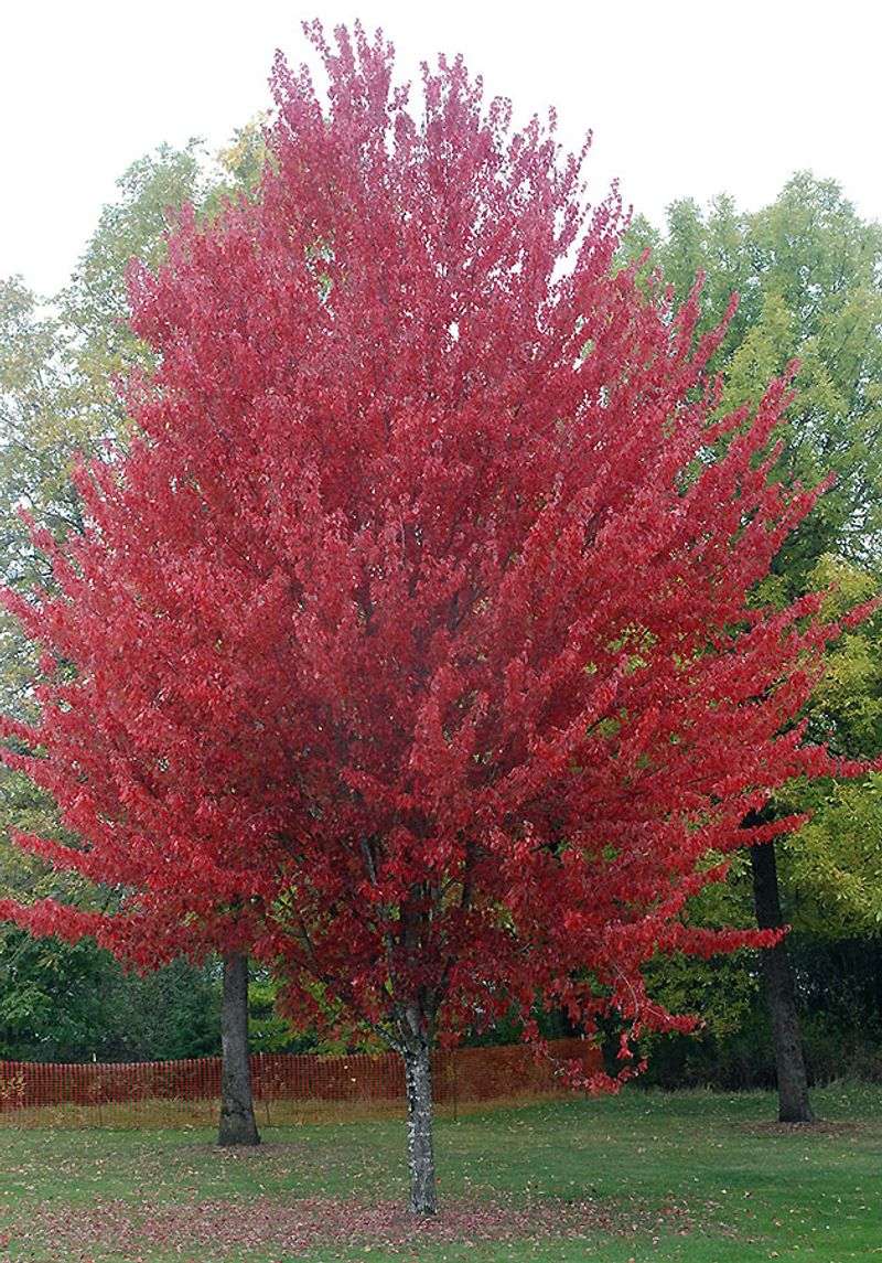Red Maple Can Bring Surface Roots Too Close
