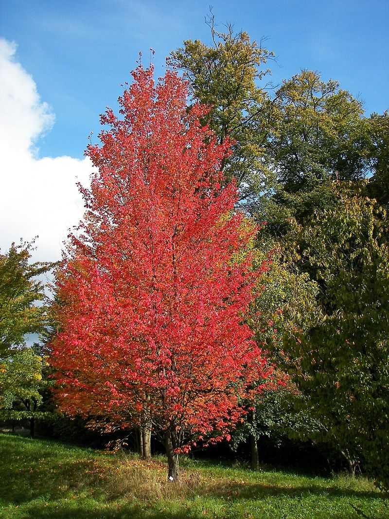 Red Maple Needs Room For Roots