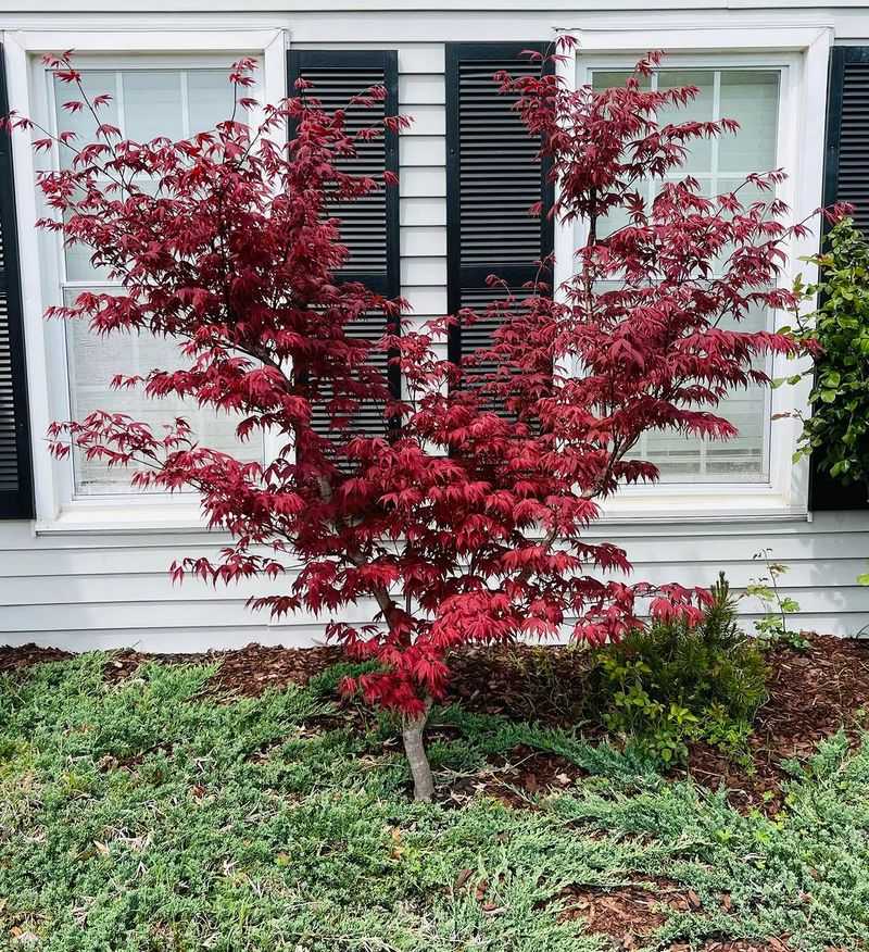 Red Maple Red Maple