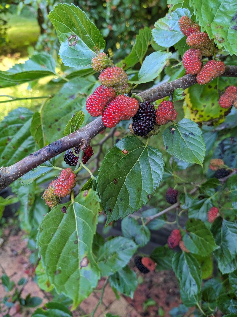 Red Mulberry