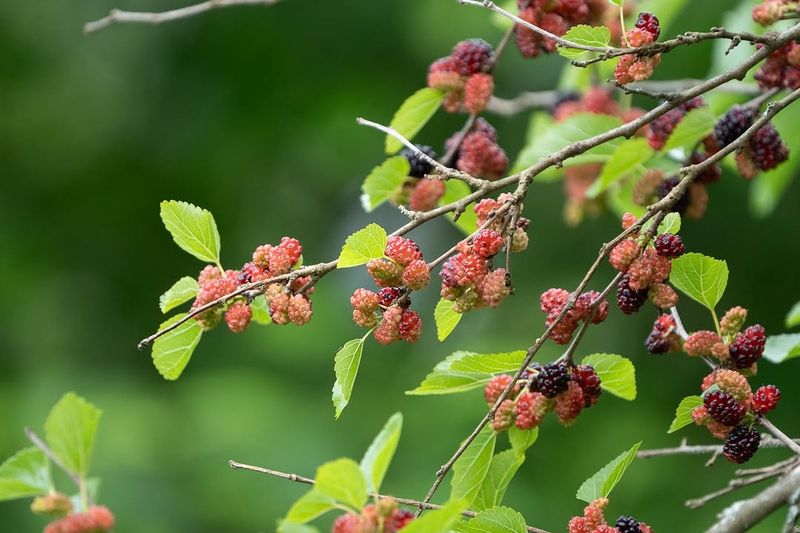 Red Mulberry Red Mulberry