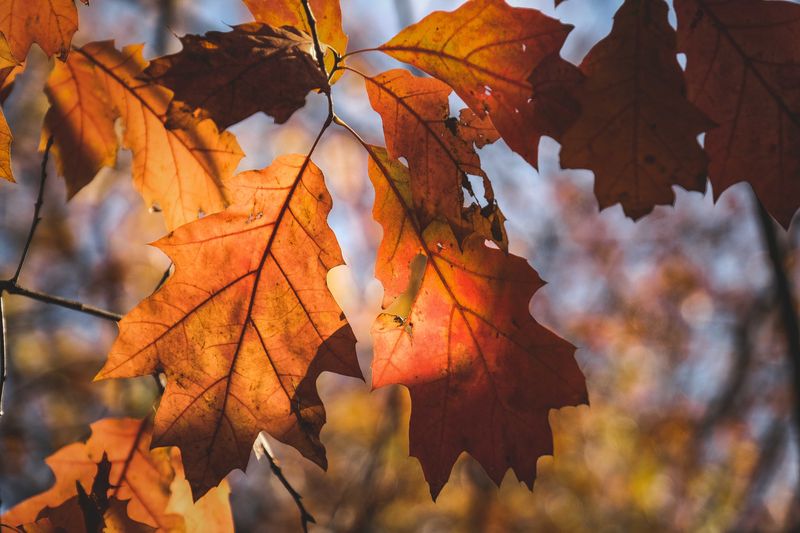 Red Oaks Need Extra Attention