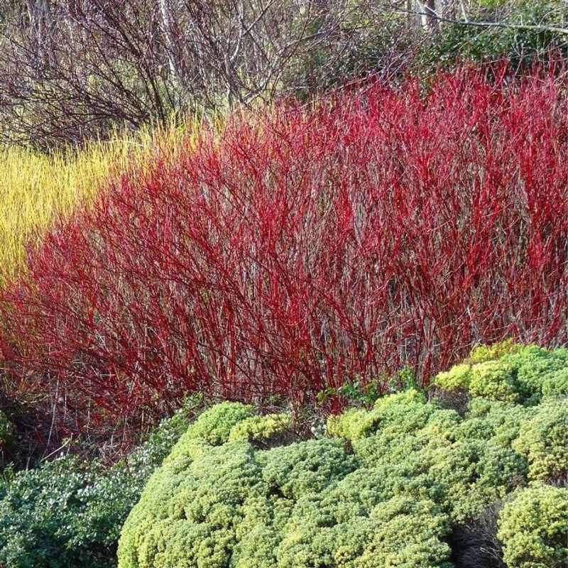 Red-Osier Dogwood Adds Winter Color