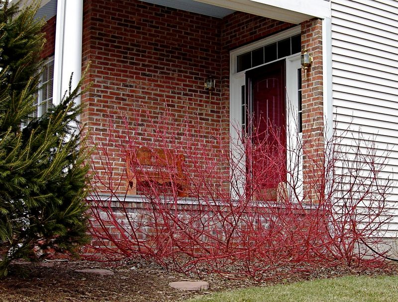 Red-Osier Dogwood Adds Winter Stems