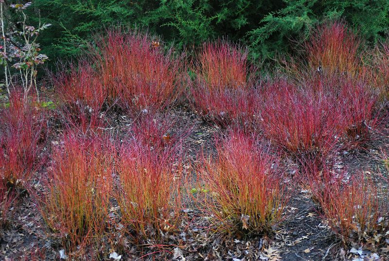 Red-Osier Dogwood Brings Winter Stems