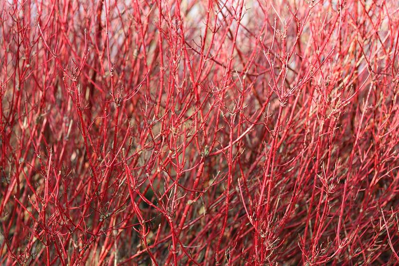 Red-Osier Dogwood Builds A Spreading Shrub Layer