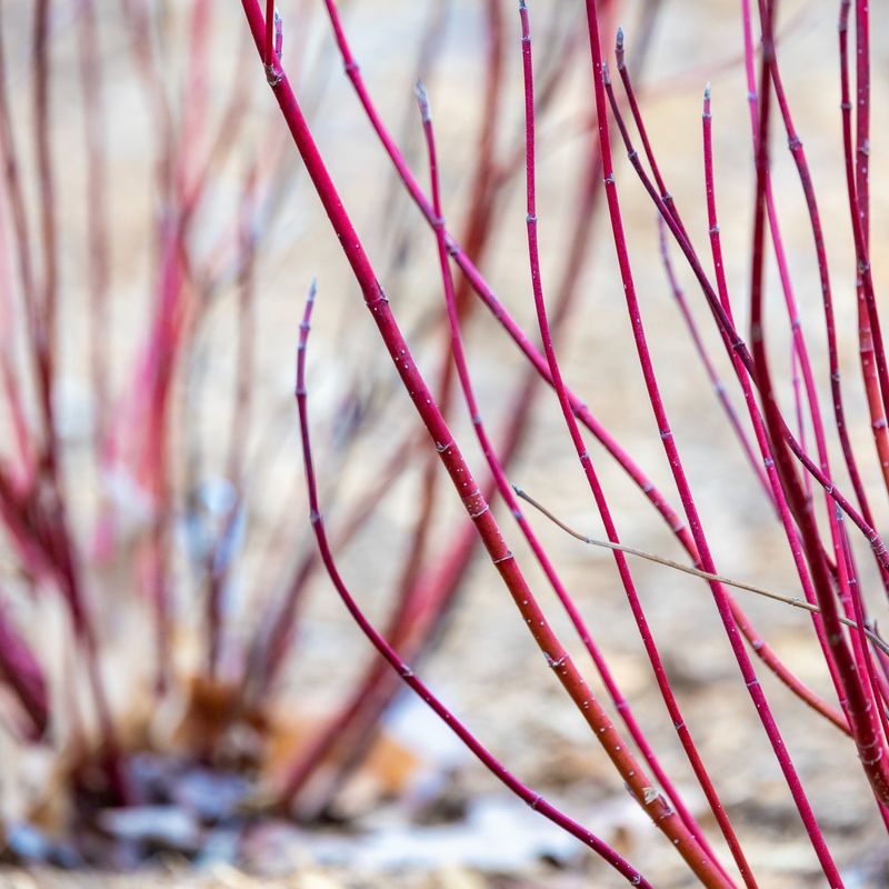 Red-Osier Dogwood Handles Heavy, Damp Soil
