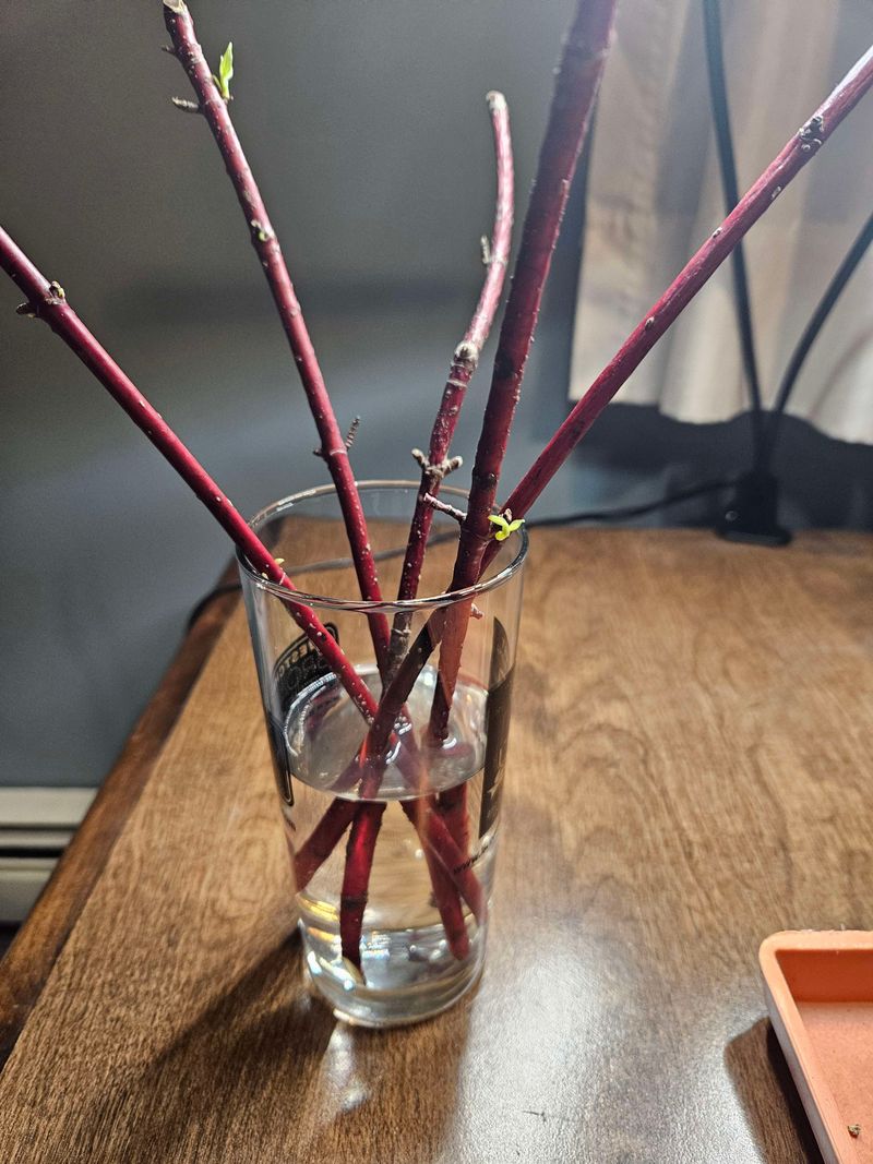 Red Osier Dogwood Red Osier Dogwood