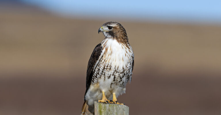 Red-Tailed Hawks Are Visiting Montana Yards For This Reason
