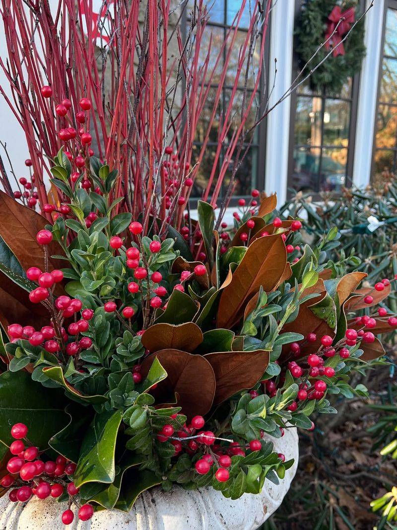 Red Twig Dogwood