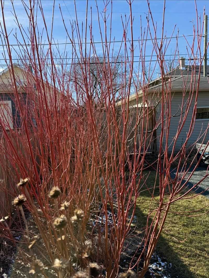 Red Twig Dogwood Red Twig Dogwood