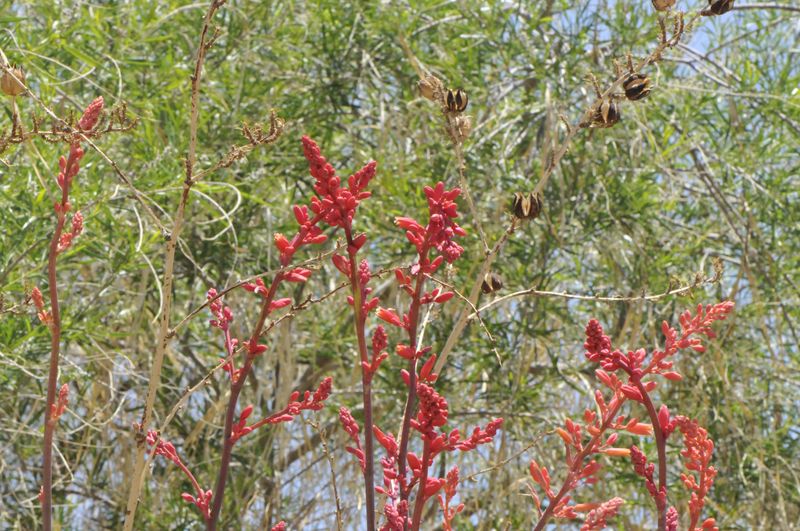 Red Yucca Adds Color With Very Little Effort