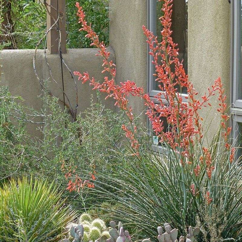 Red Yucca Fits Tough Water-Wise Borders