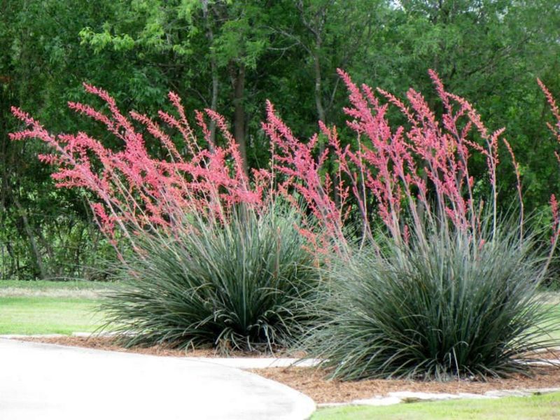 Red Yucca For Open Water-Wise Borders Red Yucca For Open Water-Wise Borders