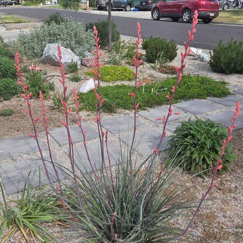 Red Yucca Handles Heat Reflected From Pavement