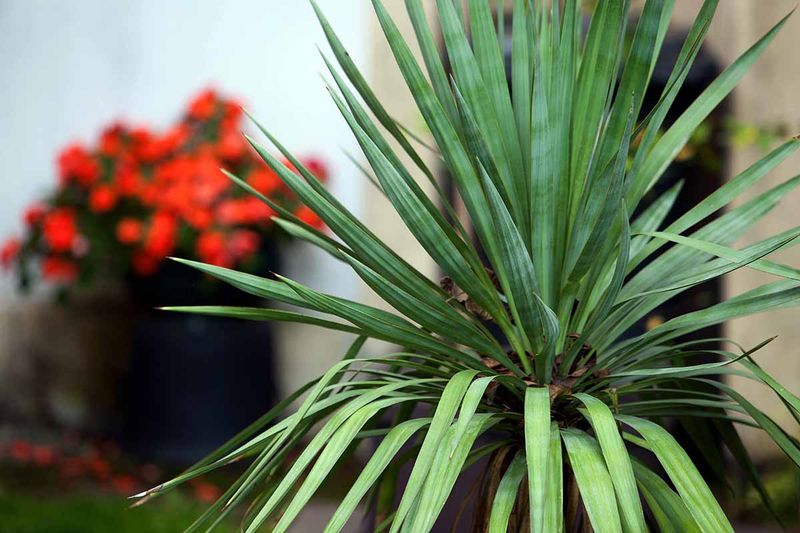 Red Yucca (Hesperaloe Parviflora)