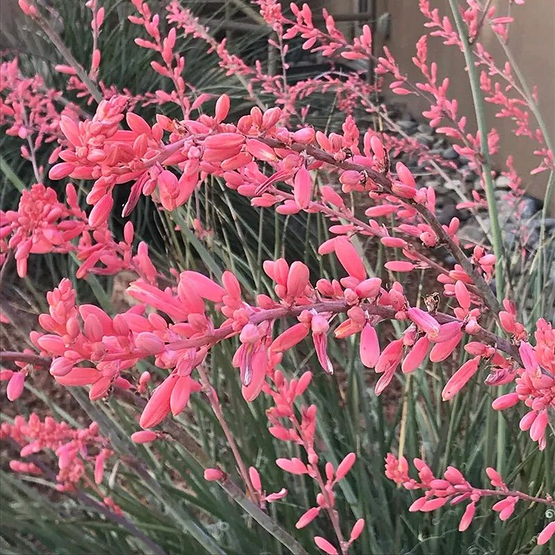 Red Yucca Stays Steady Through Monsoon Storms