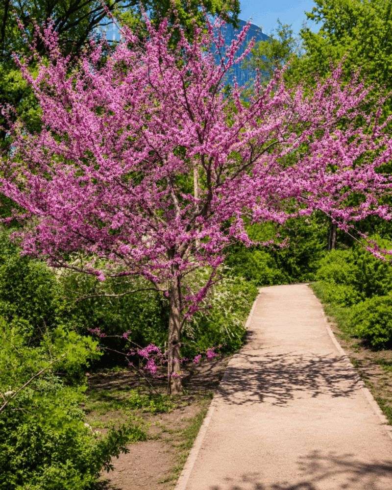 Redbud 