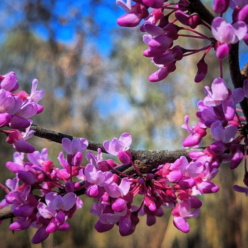Redbud Redbud