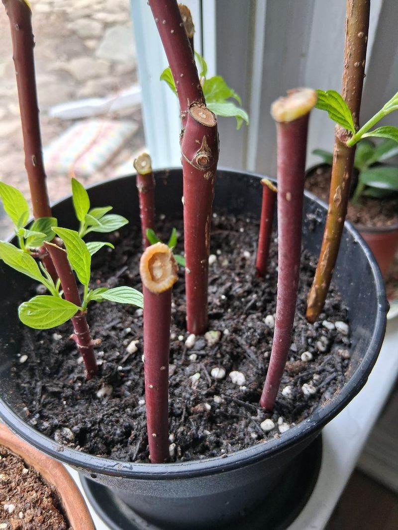 Redtwig Dogwood