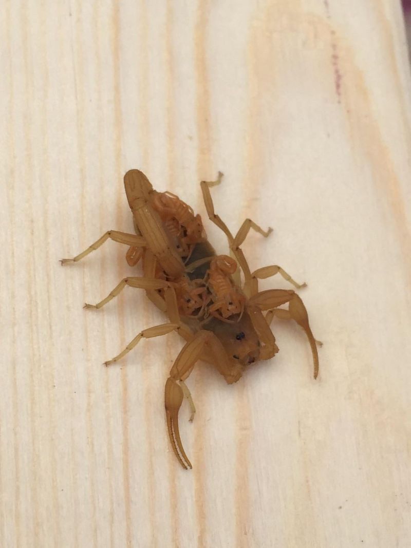 Reduce Clutter Where Scorpions Can Hide