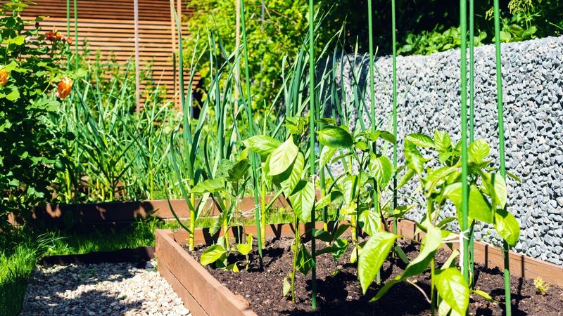 Reduce Dust Around The Pepper Bed