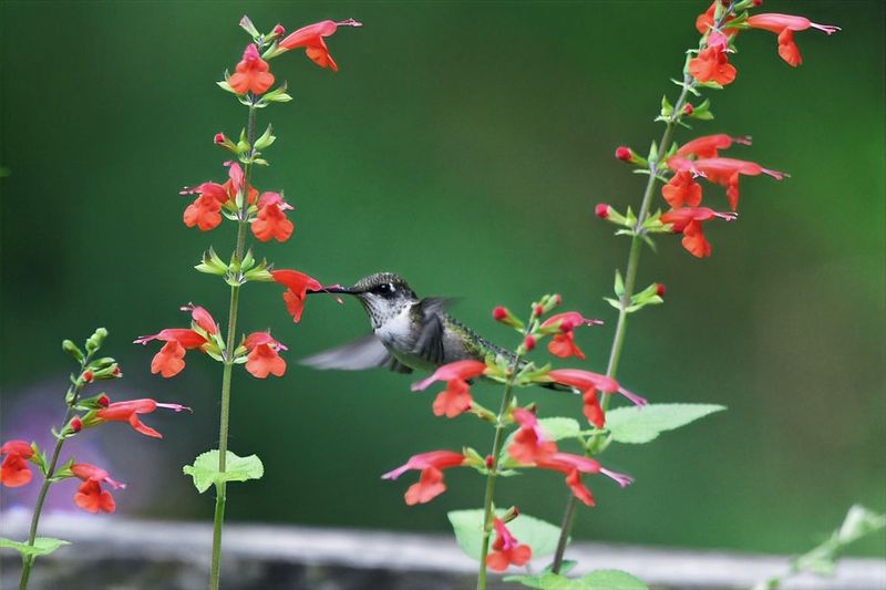 Reduce Pesticide Use Around Flowering Plants