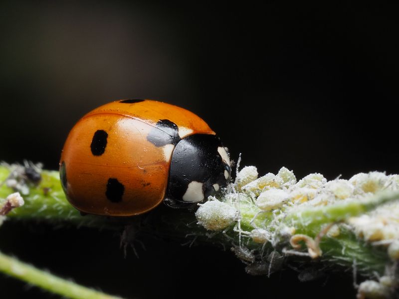 Reduce Pesticide Use To Protect Insects