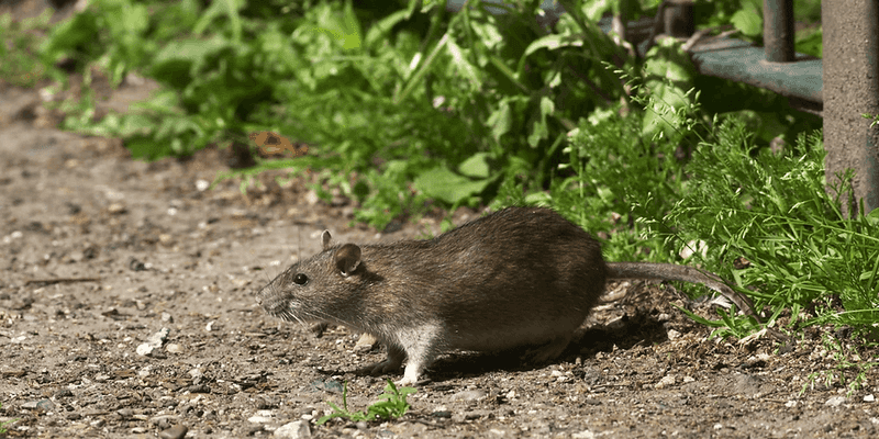 Reduce Rodent Hiding Places Near The House
