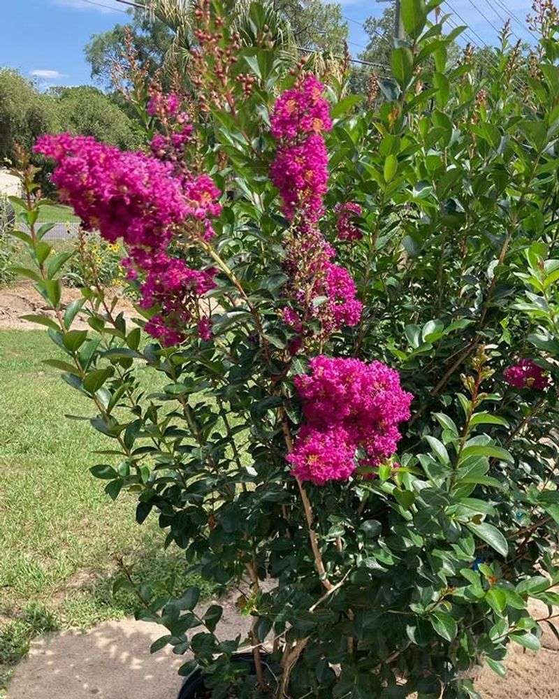 Reduce Size Gradually Over Several Growing Seasons