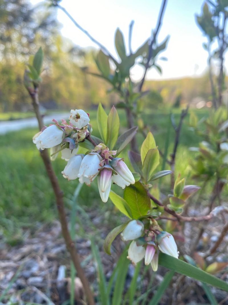 Reduced Flowering And Fruit Set Reduced Flowering And Fruit Set