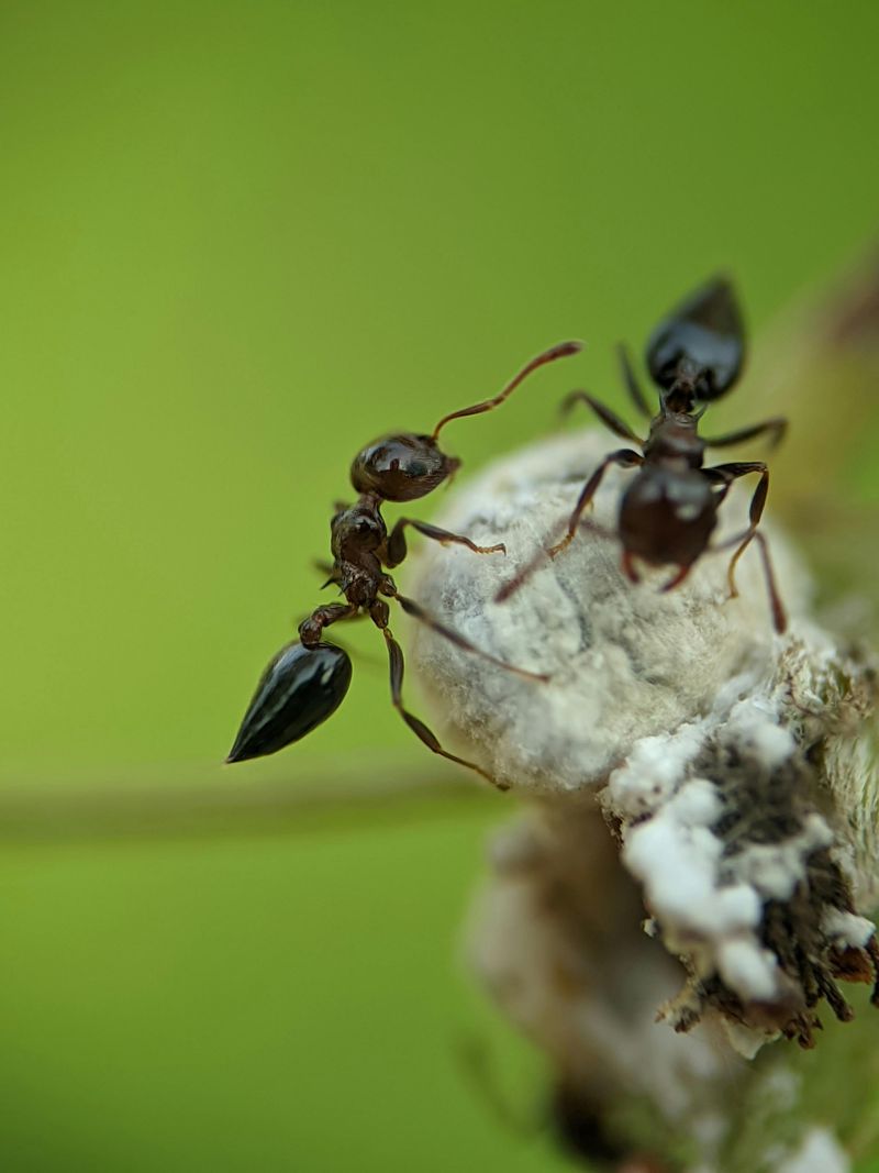 Reduced Natural Predators Let Ant Populations Grow Unchecked Reduced Natural Predators Let Ant Populations Grow Unchecked