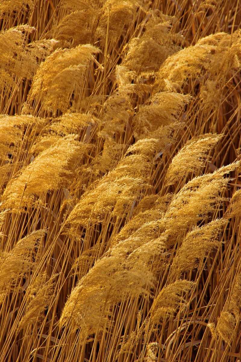 Reed Canary Grass Reed Canary Grass