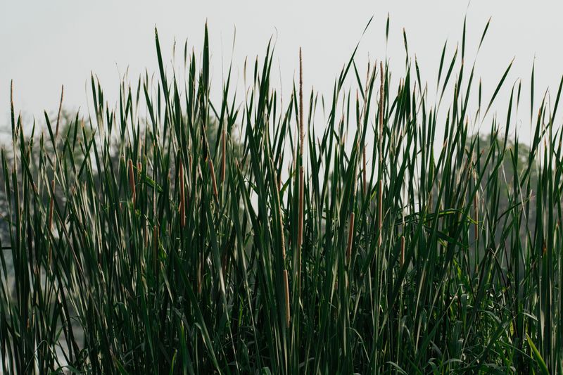 Reed Canary-Grass (Phalaris Arundinacea)
