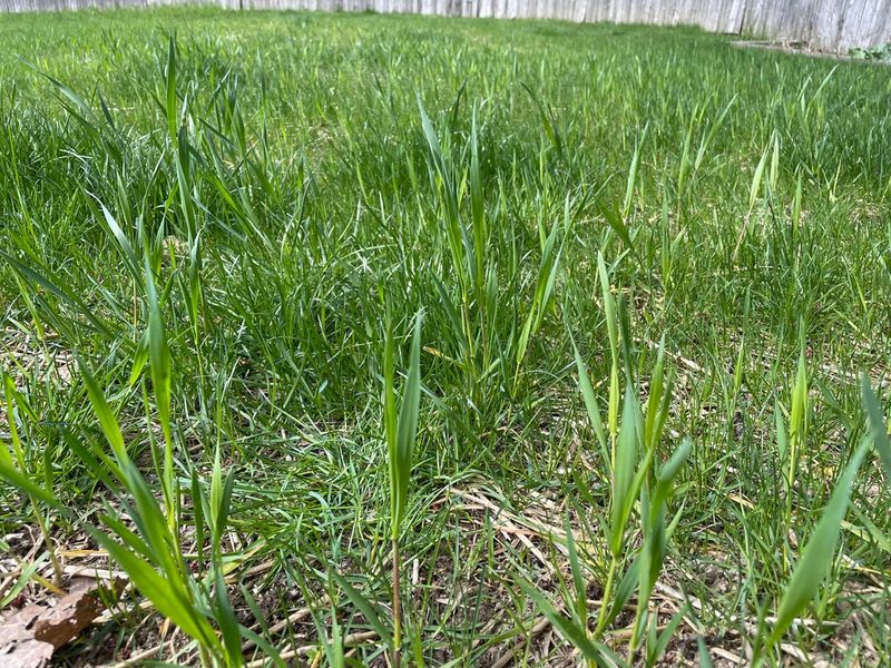 Reed Canary Grass