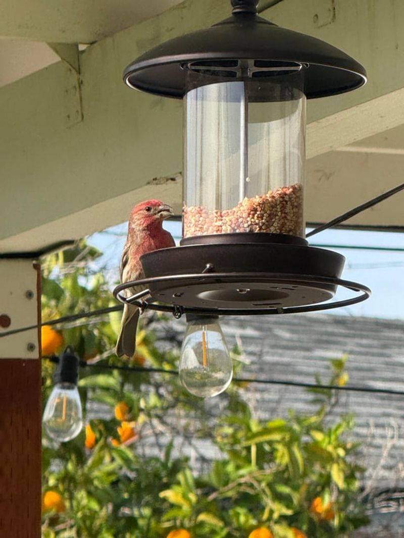 Refilling Bird Feeders Without Removing Spilled Seed Refilling Bird Feeders Without Removing Spilled Seed