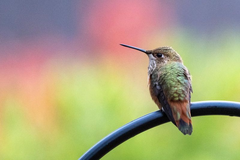 Reflective Garden Decor Can Startle Hummingbirds Mid-Flight Reflective Garden Decor Can Startle Hummingbirds Mid-Flight